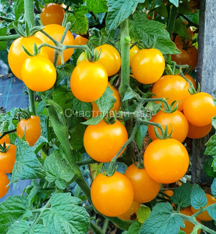 Eagle Smiley Dwarf (Гном Улыбающийся орел)