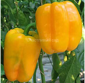 Перец Золотой дождь