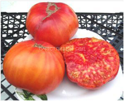 Tri-color (Трехцветный)