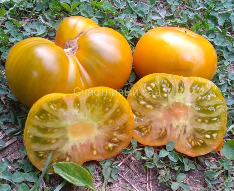 Big Green Dwarf (Большой зеленый Гном)