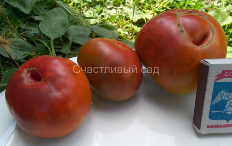 Brazilian Beauty (Бразильское чудо, Бразильская красота)