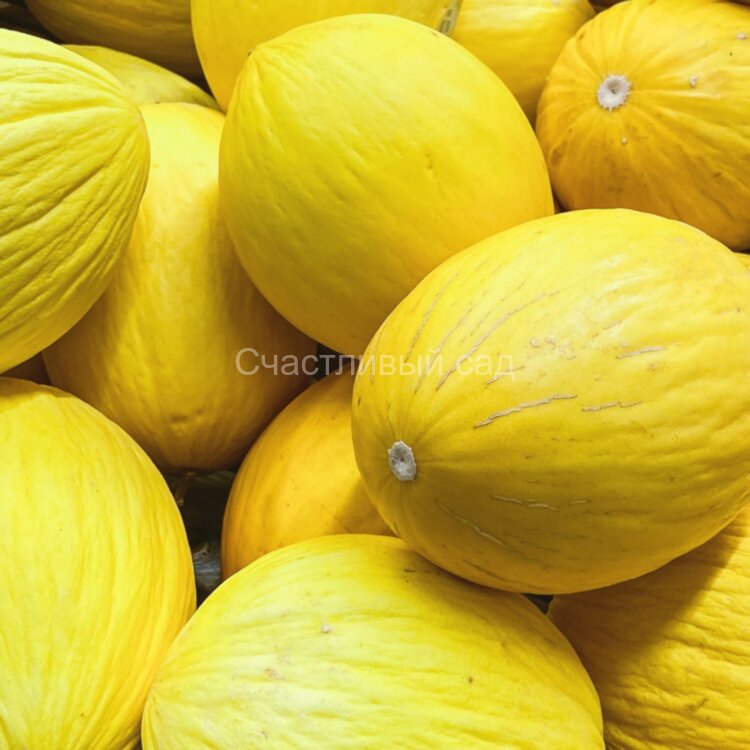 Дыня Еллоу Канари