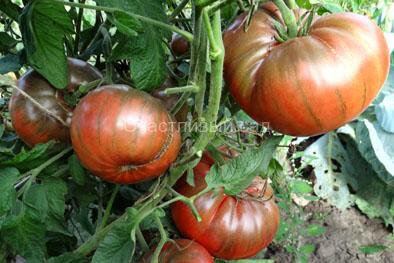 Gary O’Sena (Гари О’Сена, Джери О’Сена)