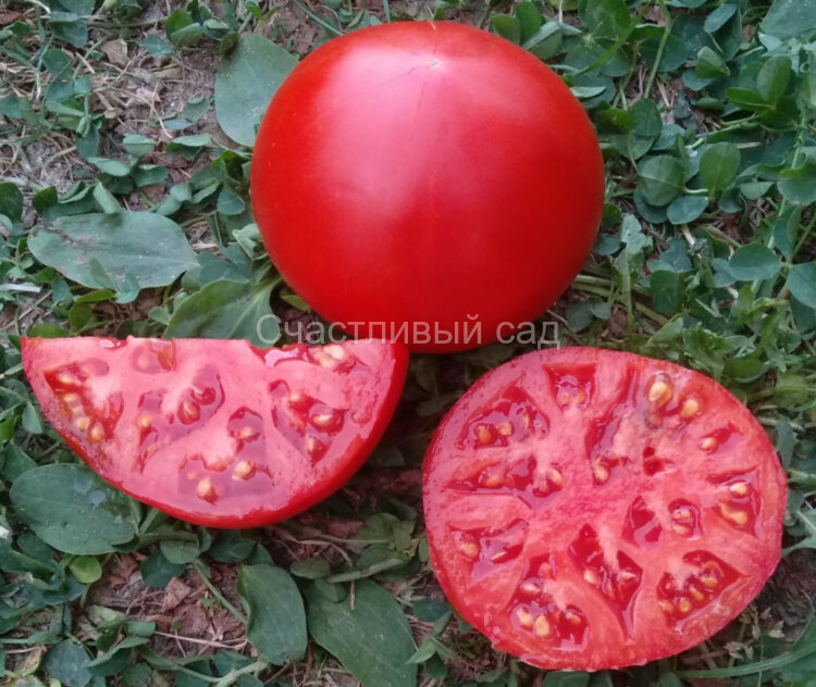 Aker's West Virginia (Акер Западной Вирджинии)