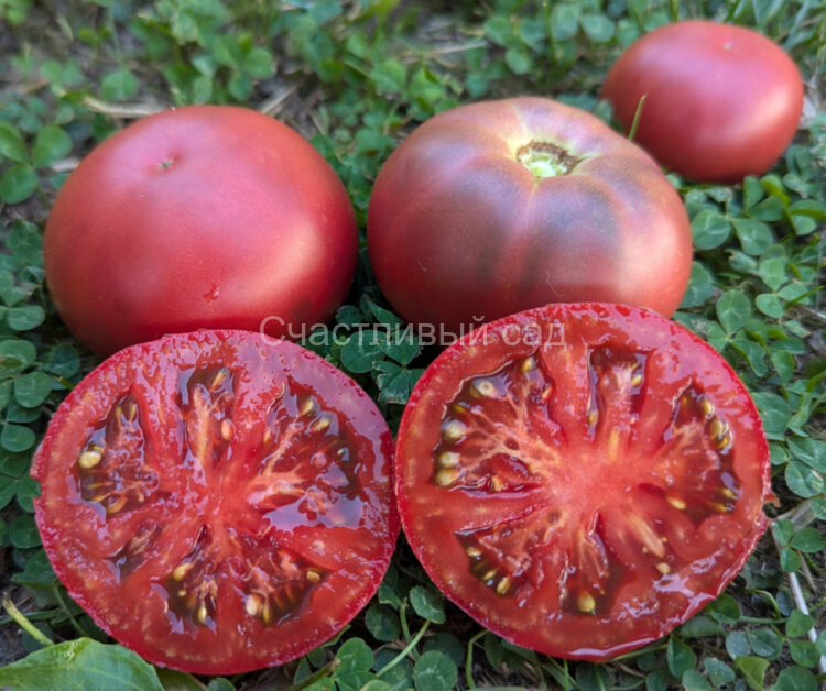 Boronia (Борония)