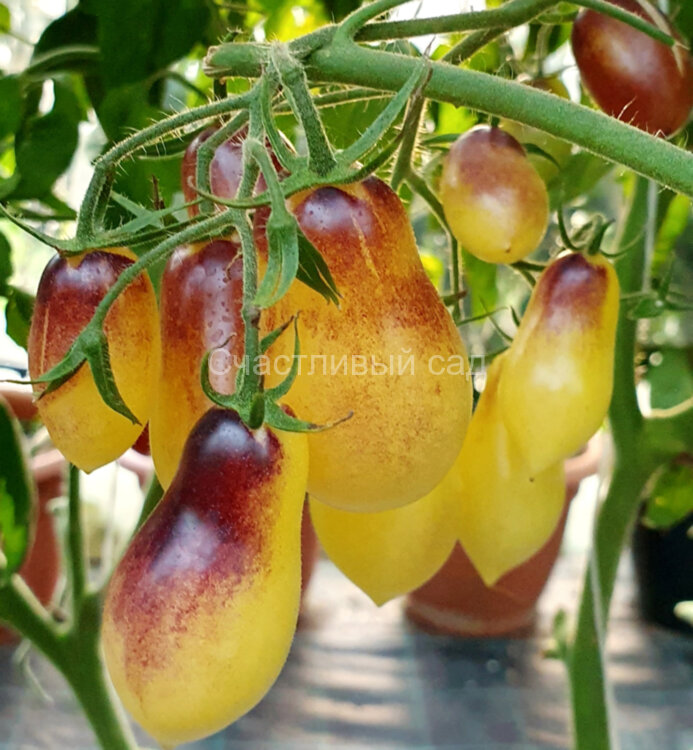 Сказочный ангел (Märchenengel)