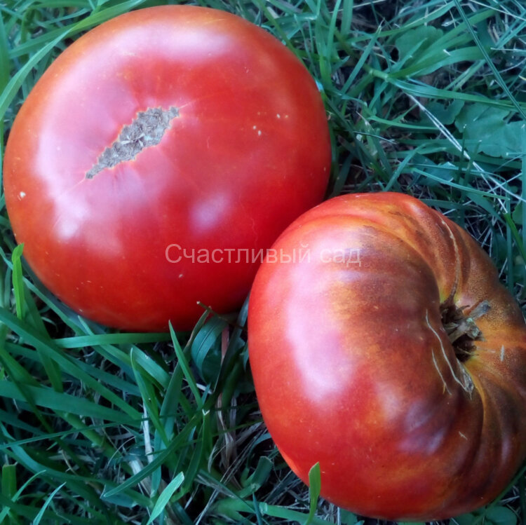 Brandy Fred (Брэнди Фред)