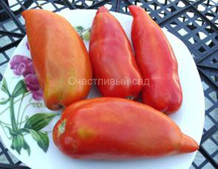 Polish Linguisa (Польский Томат) Polish Linguisa (Польский Томат)