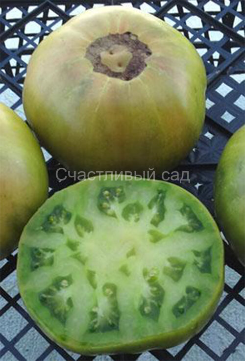 Jackass Green Dwarf (Гном Зеленый осел) 