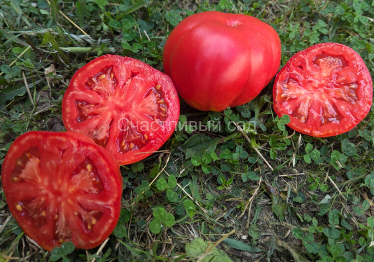 Fragola Della Garfagnana (Фрагола Делла Гарфаньяна, Клубника Гарфаньяна)
