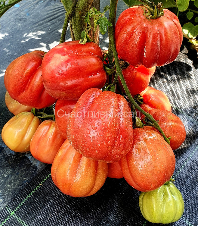 Fragola Della Garfagnana (Фрагола Делла Гарфаньяна, Клубника Гарфаньяна)