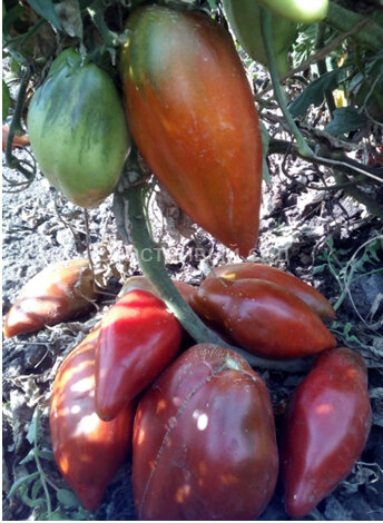 Кубинский черный 