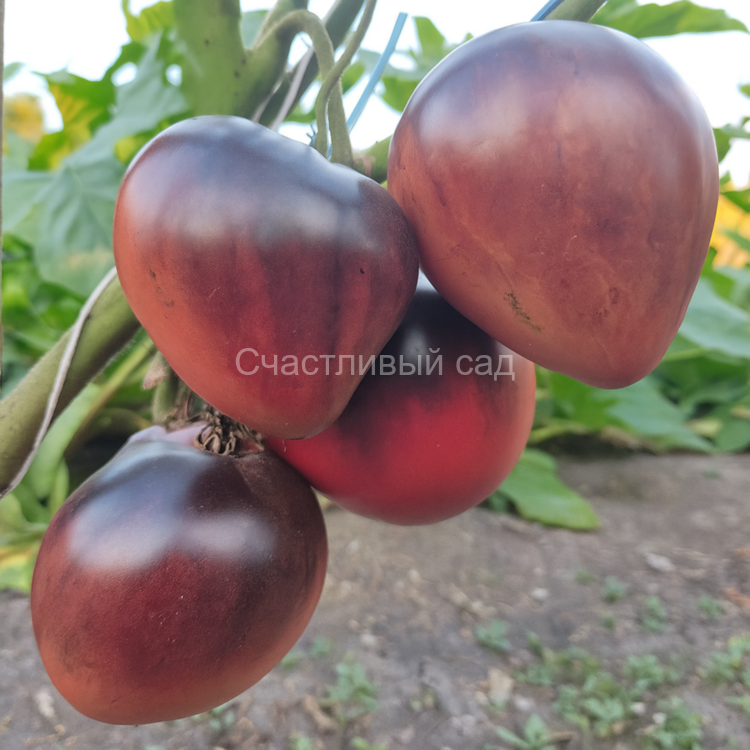 Сержант Марли (Sergeant Marley)