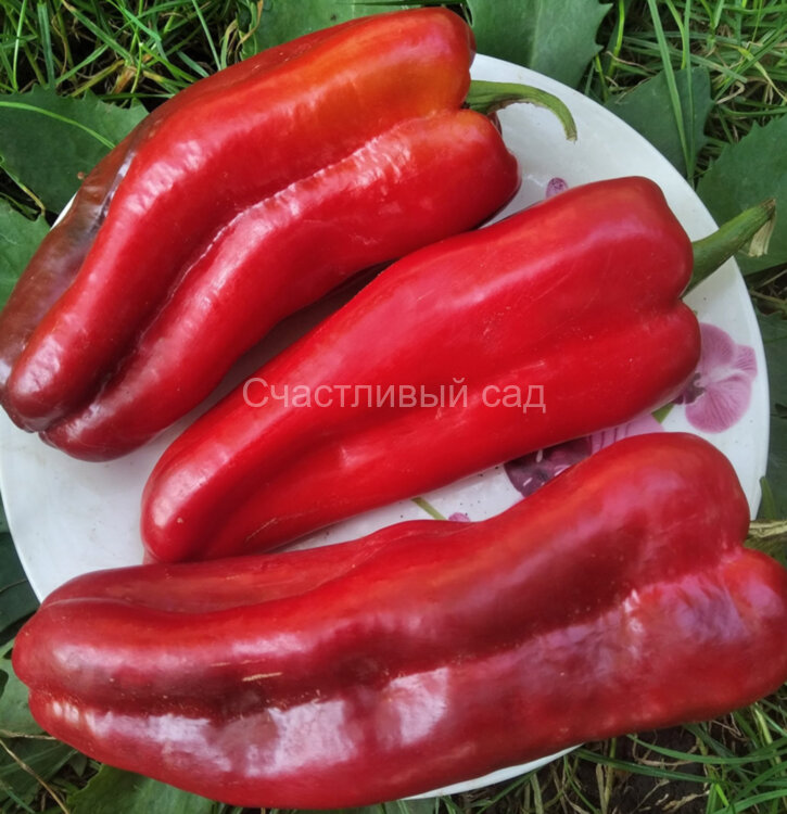 Перец Пастух