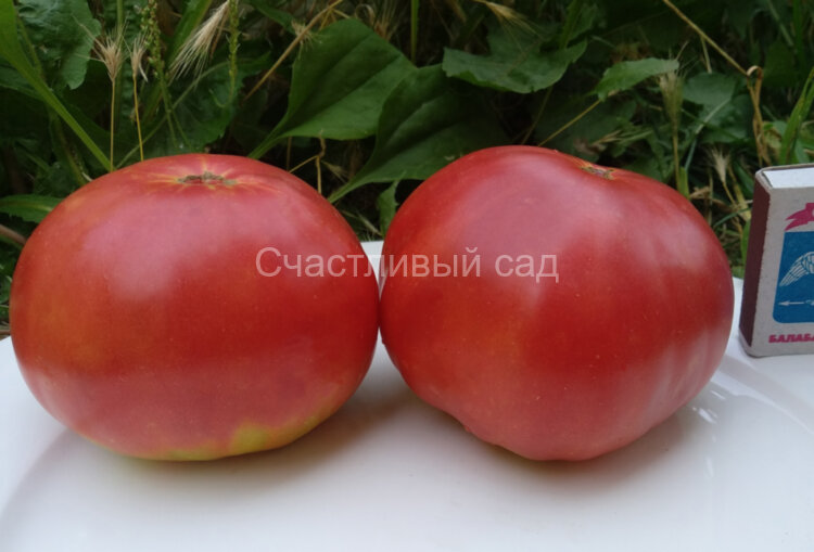 Яблочный Минусинский