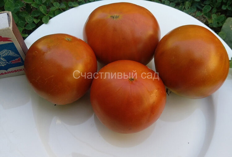 Brown № 9 Dwarf (Коричневый гном №9)