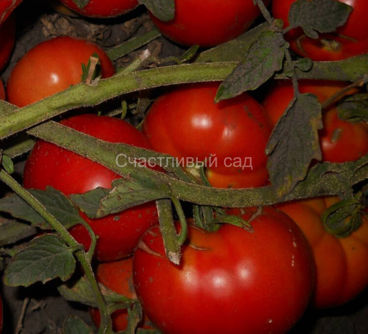 Купеческий