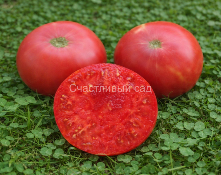 Brandywine Sudduth’s Strain (Брэндивайн линия Саддата)