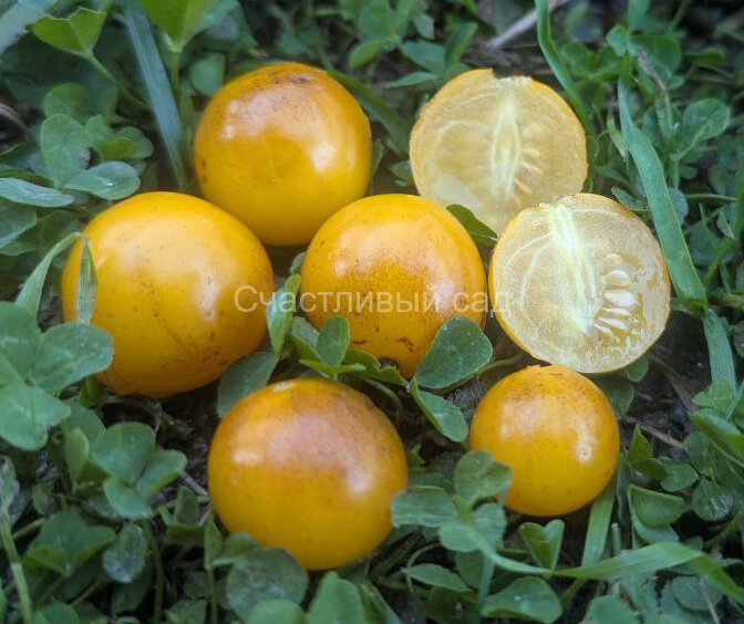 Полночь желтая