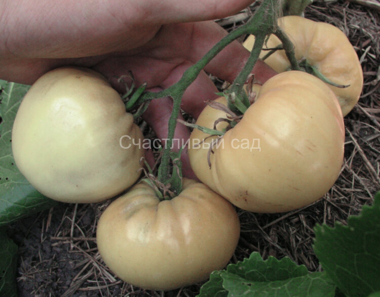 . Воловье сердце белое (Белое сердце, Ева)