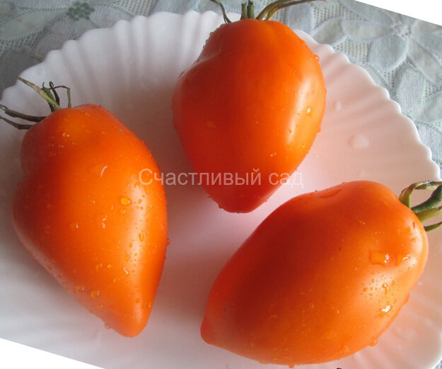 Calkutta (Калькутта)