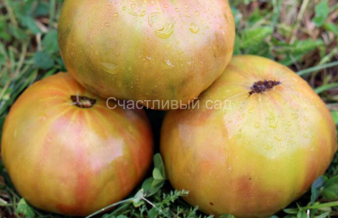 Wild Thyme (Дикий Тимьян) Wild Thyme (Дикий Тимьян)