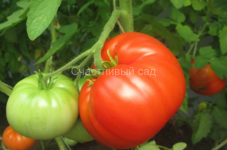 Коралловый