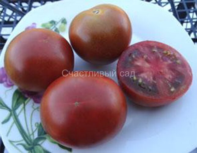 Bundaberg Rumball Dwarf (Гном Бандаберг Рамбол)