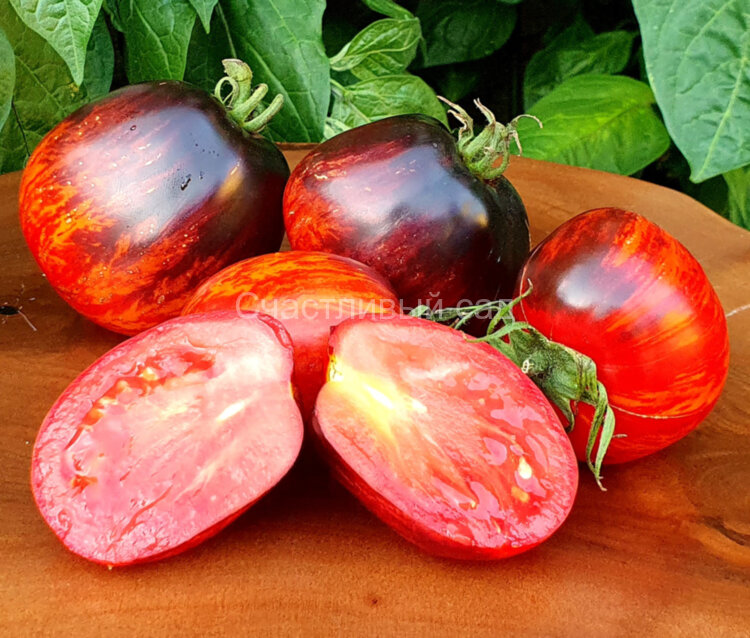 Gargamella Picasso Striped (Гаргамелла Пикассо Полосатый) Gargamella Picasso Striped (Гаргамелла Пикассо Полосатый)