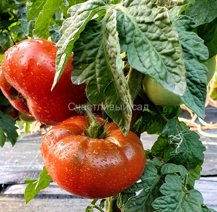 Chocolate Champion (Шоколадный чемпион)