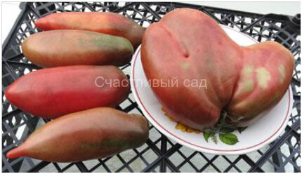 Wessel’s Purple Pride (Пурпурная гордость Весселя)