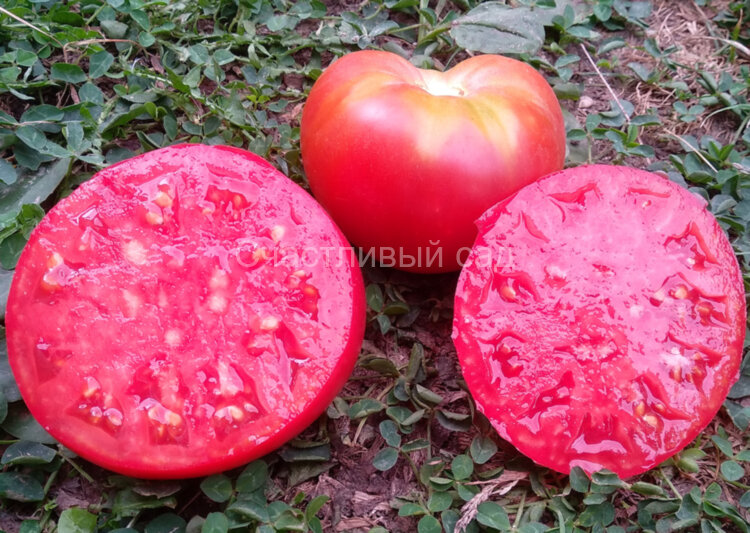 Малиновый звон Малиновый звон