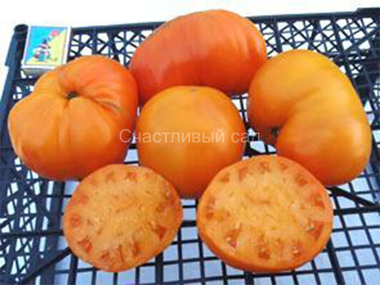 Aunt Sophie's (Тети Софии)