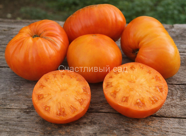 Aunt Sophie's (Тети Софии)