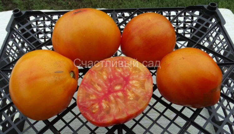 Прозорливый колдун Прозорливый колдун