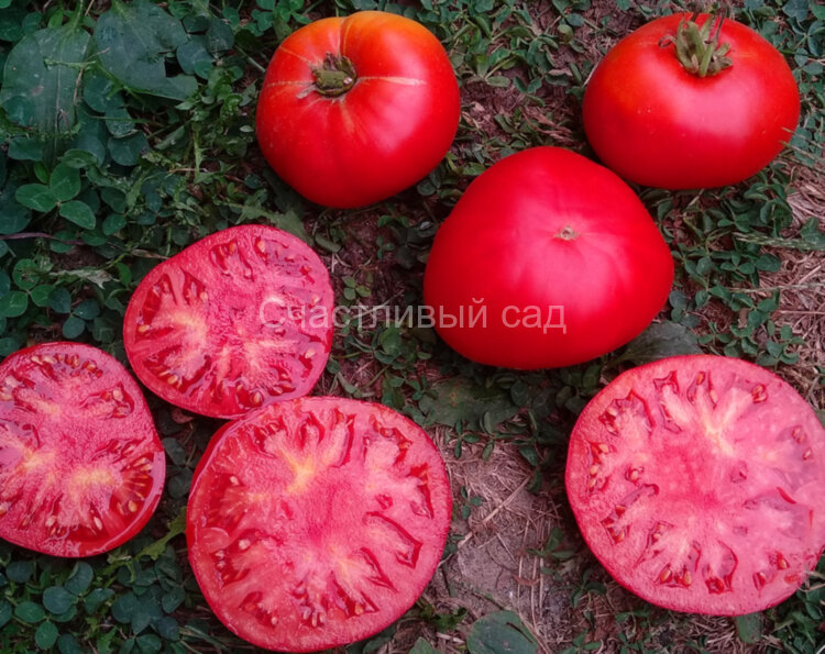 Nonna Antonina (Нонна Антонина) Nonna Antonina (Нонна Антонина)