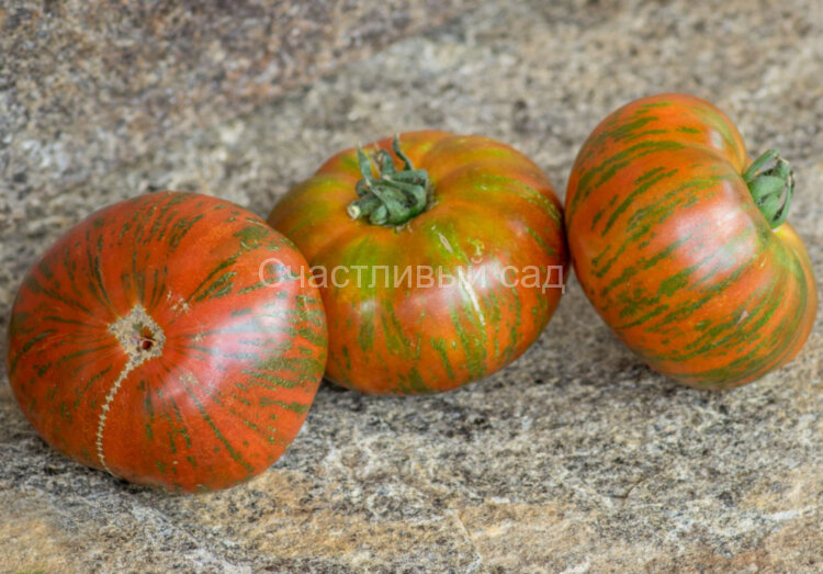 Полосатая Амазонка (Banded Amazon) Полосатая Амазонка (Banded Amazon)