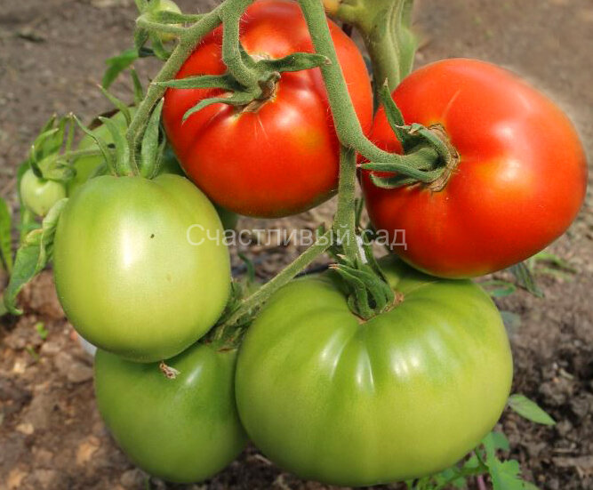 Краснодарский гигант