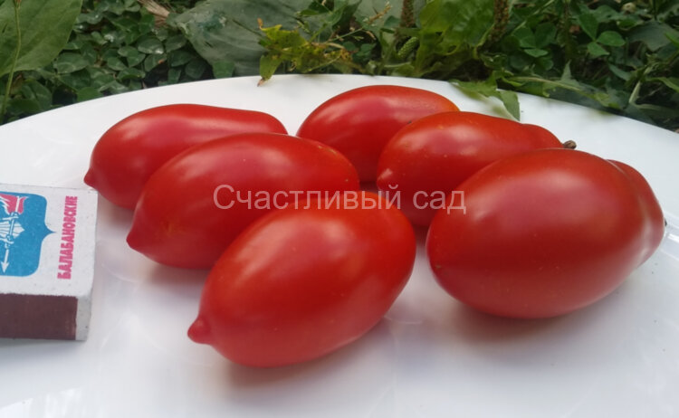 Медок Медок