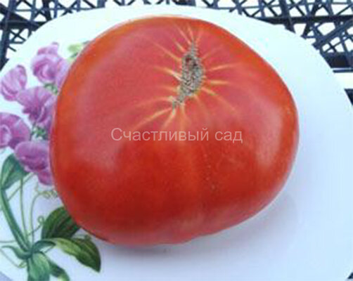 Big From Slovenia (Большой из Словении)