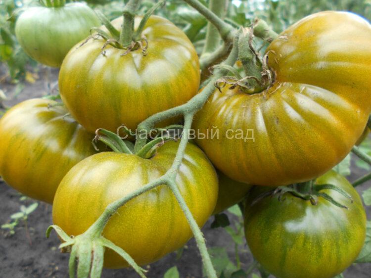 Ирландский ликер