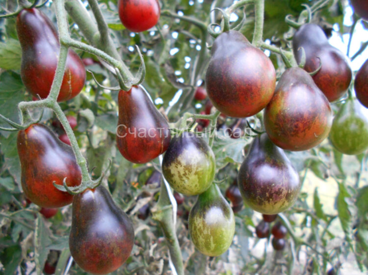 Blue keys (Синие ключи)