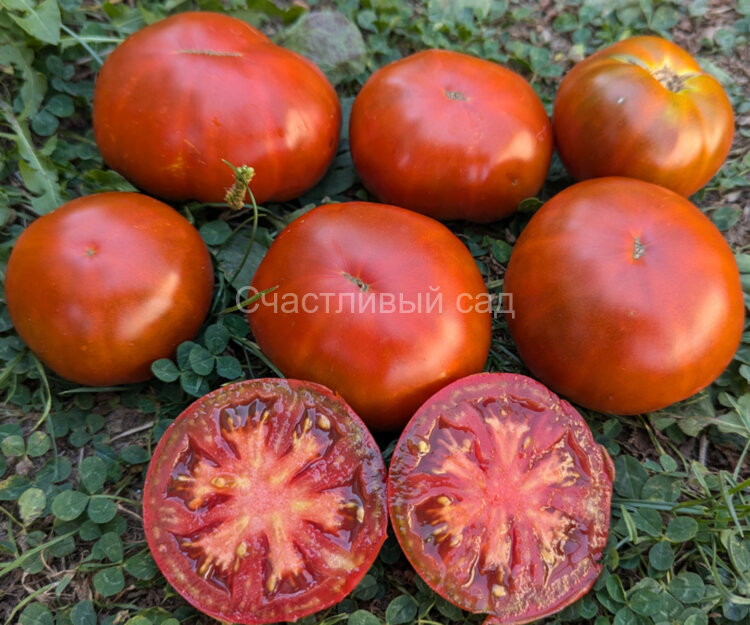 Cherokee Purple (Чероки Пурпурный) 