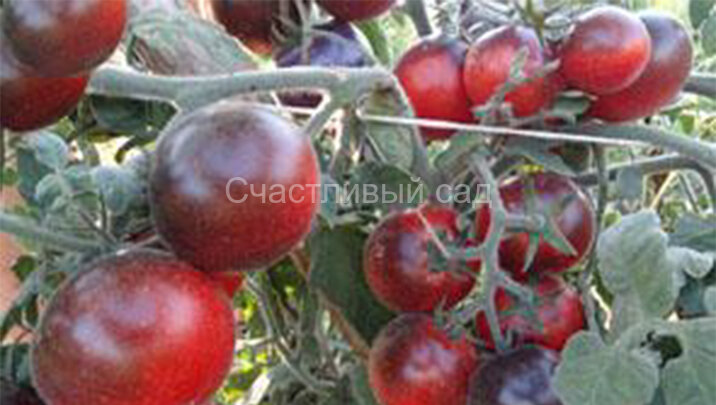 Woolly Blue Wine (Пушистое синее вино)