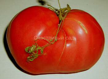 Красный великан