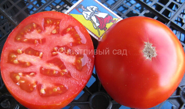 Метелица Метелица