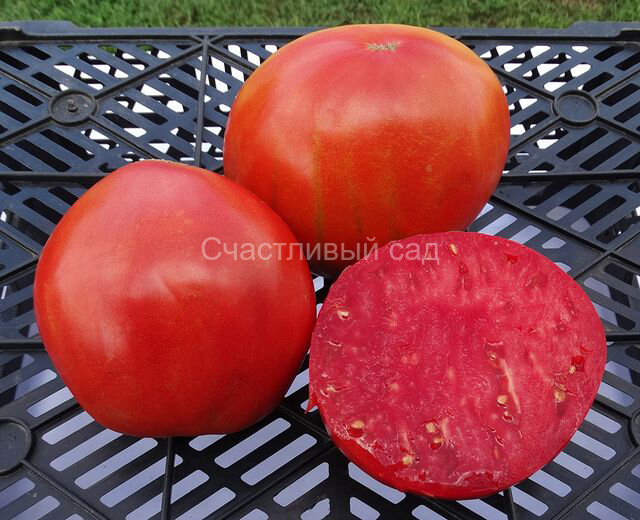 Albenga Oxheart - 2 (Бычье сердце Альбенга - 2)