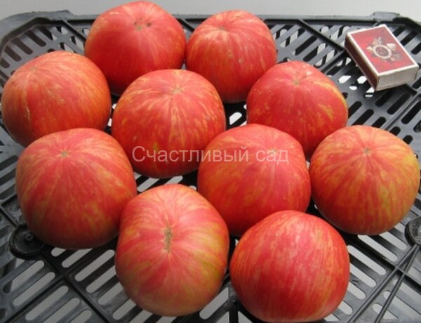 Розовый мохнатый кабан 2.jpg . Розовый мохнатый кабан (Pink Furry Boar)