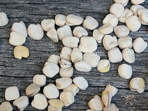 Чина посевная (плоский горох)