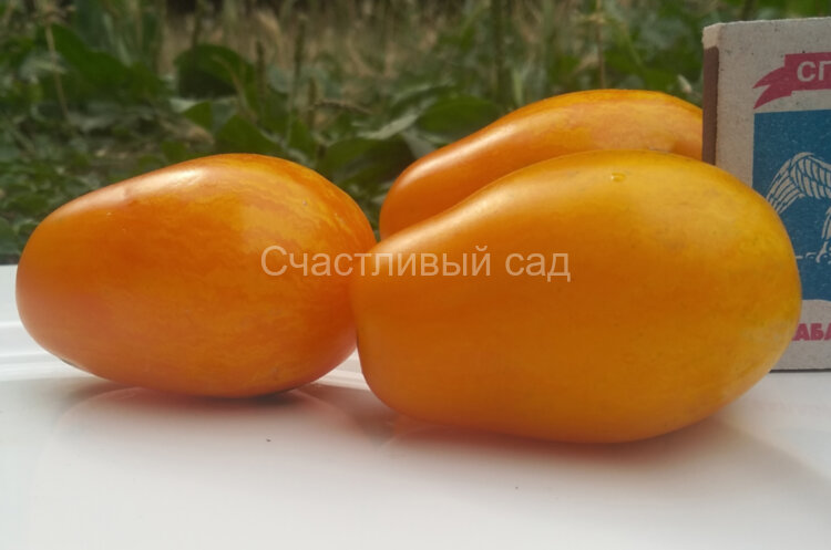 Golden Gates (Золотые Гейтса)